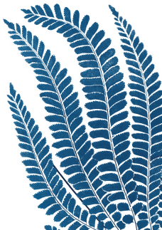 Fern
